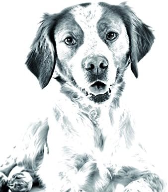 Brittany Spaniel, Bir Köpek Görüntüsü ile Seramik Karodan Oval Mezar Taşı